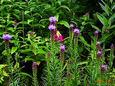 Liatris spicata