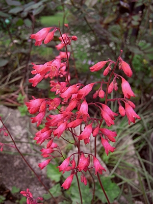 Heuchera x brizoides 'Coral Cloud' 