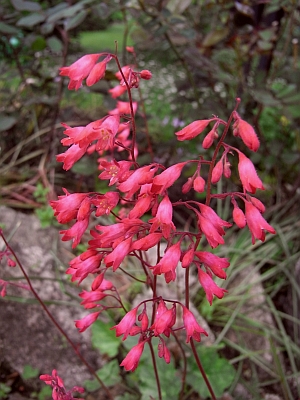 Heuchera x brizoides 'Coral Cloud' 