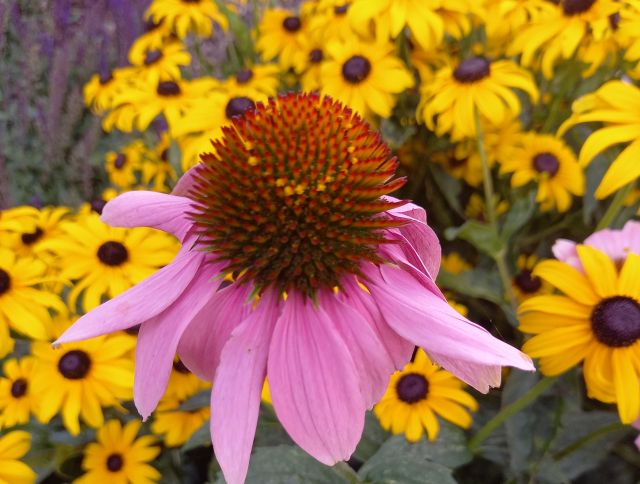 Echinacea purpurea 