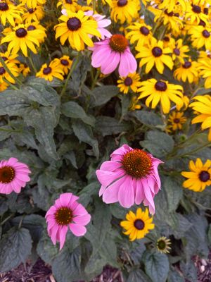 Echinacea purpurea 