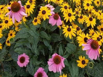 Echinacea purpurea 