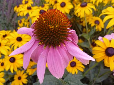 Echinacea purpurea