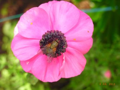 Ranunculus asiaticus