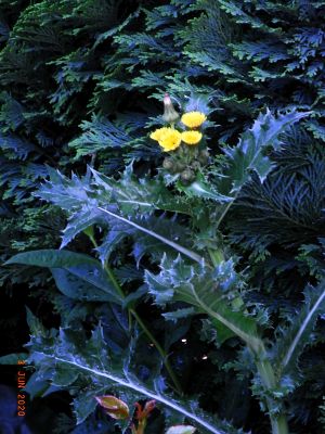 Sonchus asper