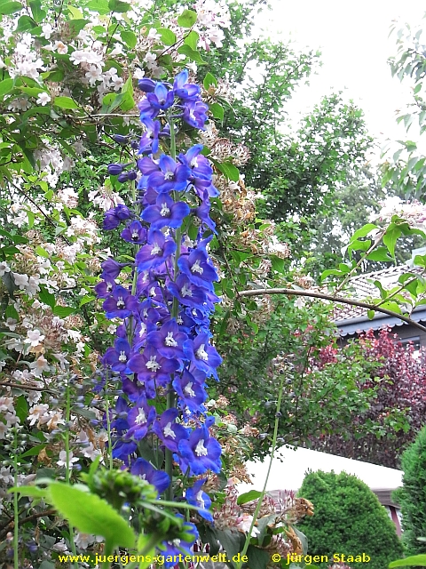 Delphinium