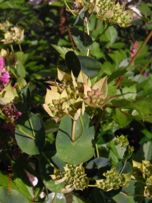 Bupleurum rotundifolium