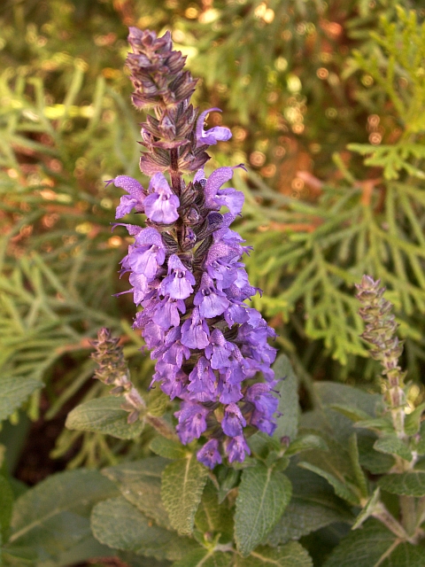 Salvia judaica