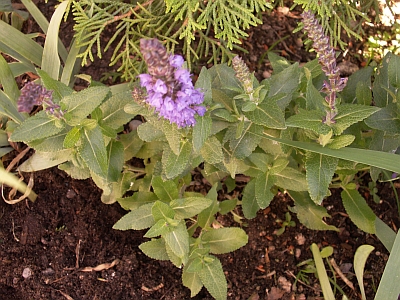 Salvia judaica