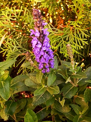 Salvia judaica