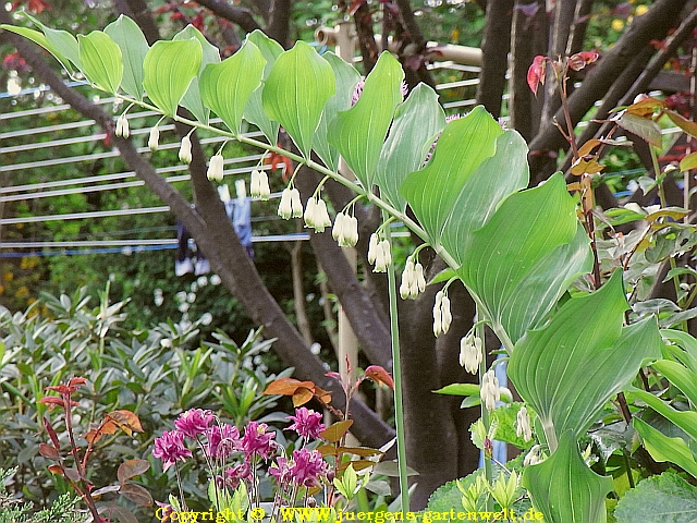 Polygonatum multiflorum