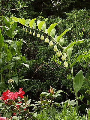 Polygonatum multiflorum