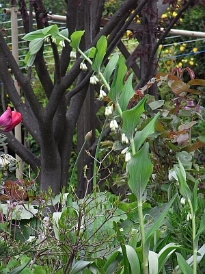 Polygonatum multiflorum