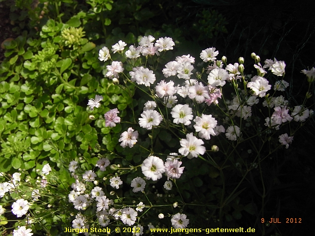 Gypsophila repens 'Rosenschleier'