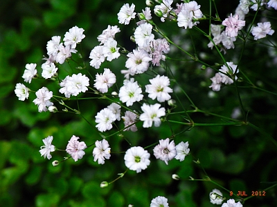 Gypsophila repens 'Rosenschleier'