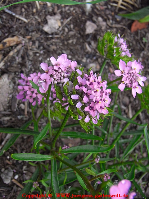 Iberis umbellata