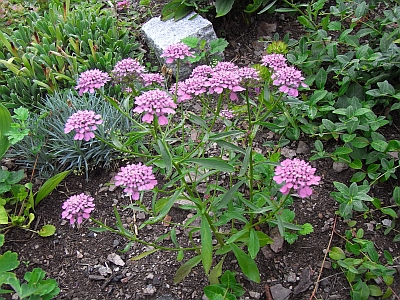 Iberis umbellata