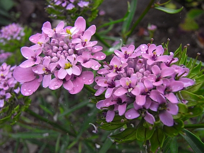 Iberis umbellata