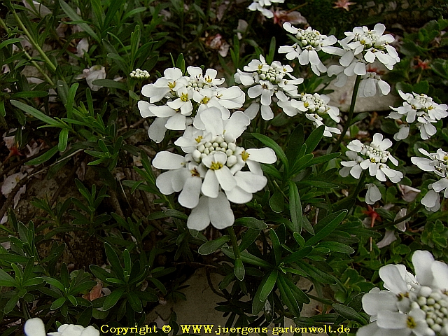 Iberis sempervirens