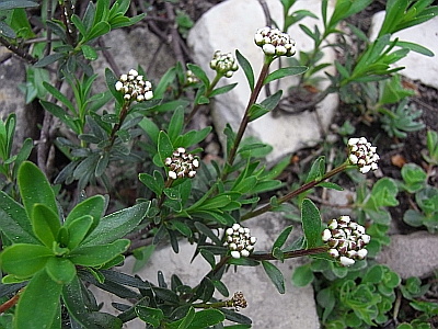 Iberis sempervirens