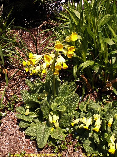 Primula veris