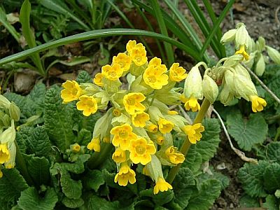 Primula veris