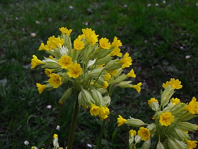 Primula veris