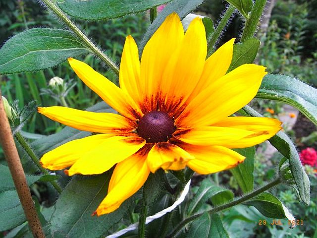 Rudbeckia hirta Autumn Colours