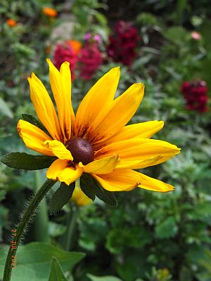 Rudbeckia hirta Autumn Colours