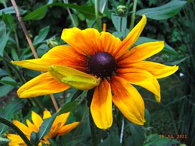 Rudbeckia hirta Autumn Colours