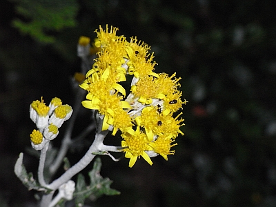 Jacobaea maritima