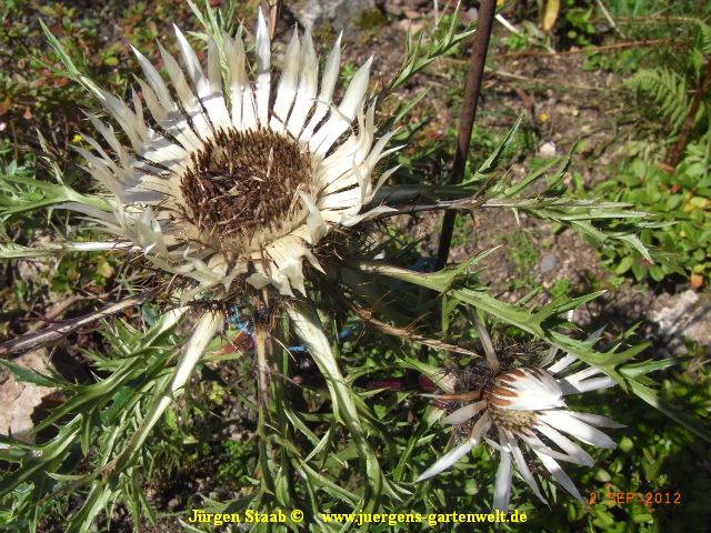 Carlina aucaulis