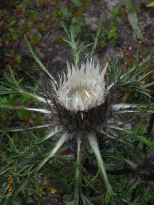 Carlina aucaulis