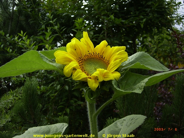 Helianthus annuus