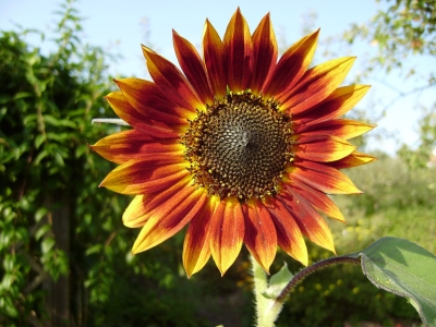 Helianthus annuus