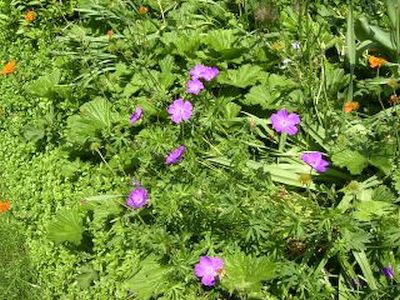 Geranium orientalitibeticum