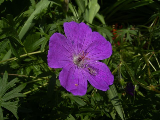 Geranium orientalitibeticum