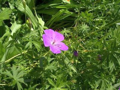 Geranium orientalitibeticum