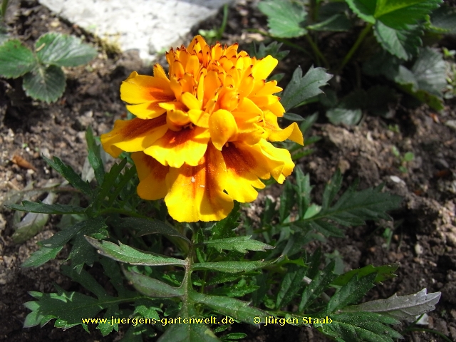 Tagetes