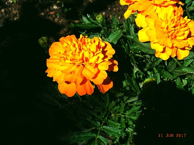 Tagetes