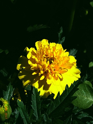 Tagetes