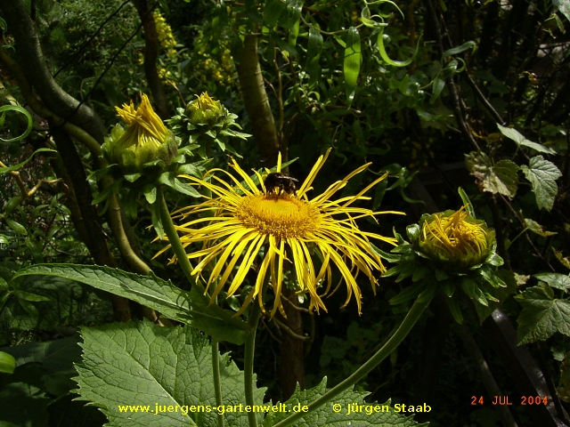 Telekia speciosa