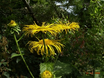 Telekia speciosa