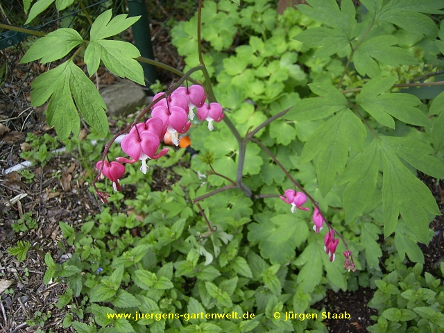 Lamprocapnos spectabilis