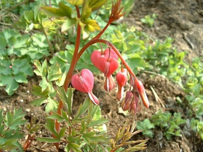 Lamprocapnos spectabilis