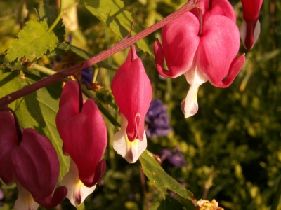 Lamprocapnos spectabilis