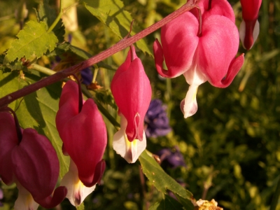 Lamprocapnos spectabilis