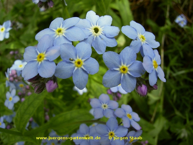 Myosotis arvensis