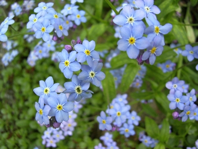 Myosotis arvensis