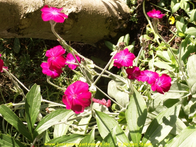 Silene coronaria